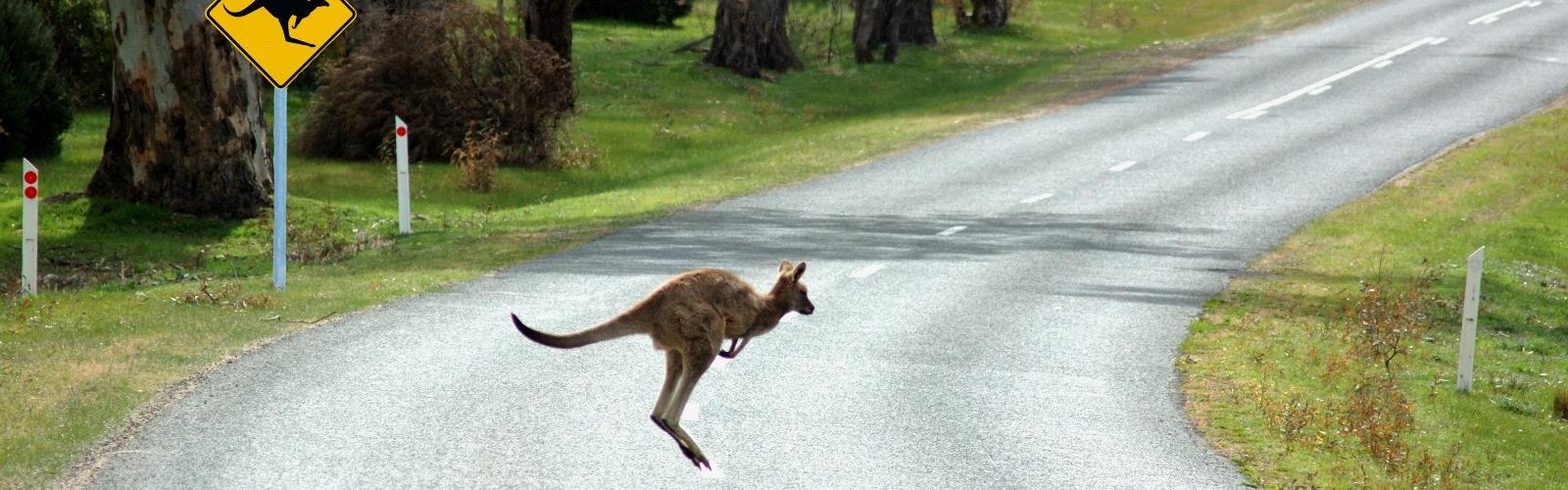 Driving with Kangaroos on the Road in Australia