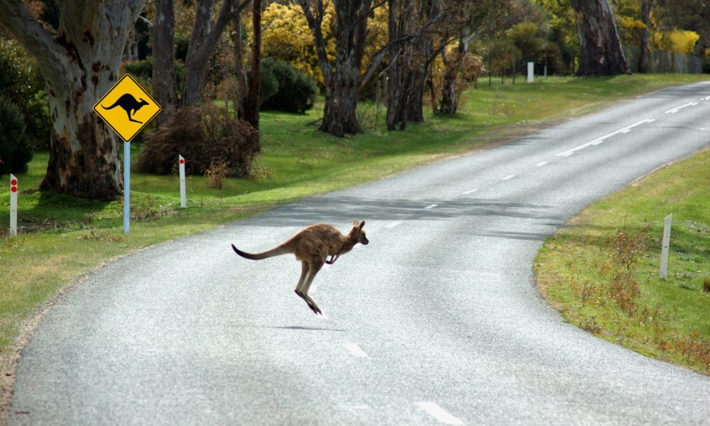 blog-Driving with Kangaroos on the Road in Australia